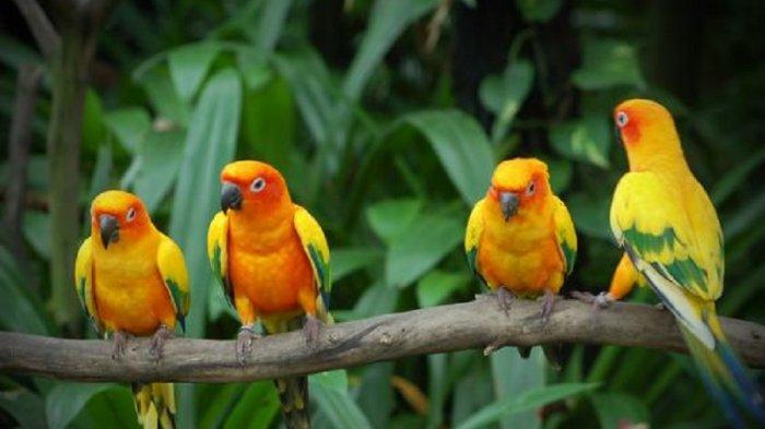 Ilustrasi burung love bird