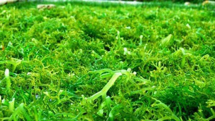 Ilustrasi rumput laut