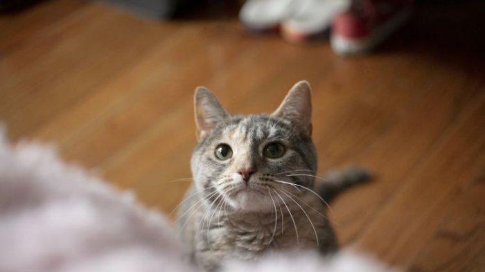 Setiap tanggal 8 Agustus diperingati sebagai Hari Kucing Sedunia. Berikut ini disajikan informasi sejarah dan link Twibbon Hari Kucing Sedunia 2024.