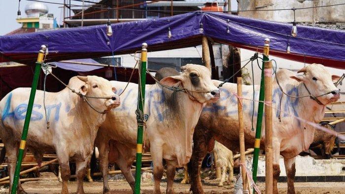Rizky Billar dan Lesti Kejora beli tiga ekor sapi kurban dalam menyambut Hari Raya Idul Adha 2021