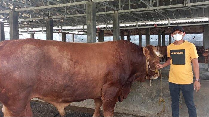Sapi limosin seberat 1,1 ton yang dibeli Presiden RI Jokowi dari peternak asal Cilegon untuk dikurbankan saat Idul Adha 2021