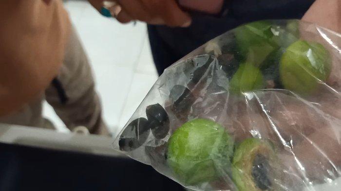 Sisa buah jarak gendolo yang dimakan dan bikin belasan siswa SDN Sijeruk 2 Sragi, Kecamatan Sragi, Kabupaten Pekalongan, Jawa Tengah, Kamis (8/8/2024).