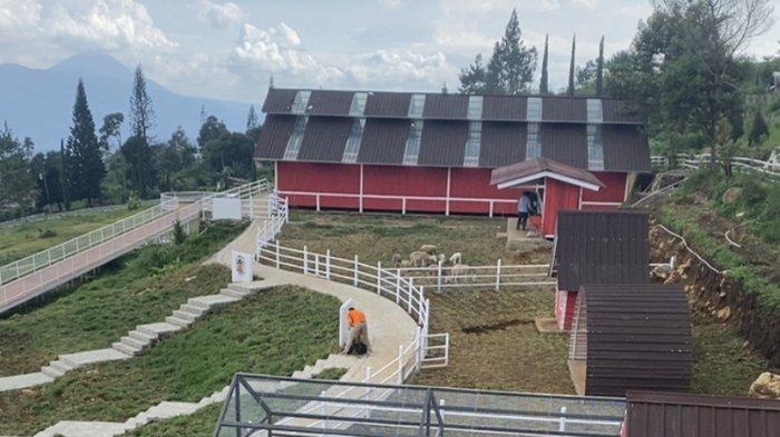 Suasana Little Ranch, tempat wisata baru di Umbul Sidomukti, Kecamatan Bandungan, Kabupaten Semarang, Jawa Tengah. Little Ranch merupakan objek wisata baru yang mengusung konsep edukasi dengan peternakan ala Selandia Baru di tengah apiknya pemandangan dan segarnya udara pegunungan. 