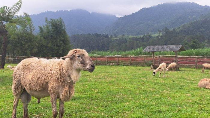 Kambing yang berada di wisata Menggala Ranch yang merupakan tempat wisata edukasi peternakan yang berada di Desa Karangtengah, Kecamatan Cilongok, Kabupaten Banyumas, menjadi tempat berburu hewan kurban, Kamis (6/6/2024).