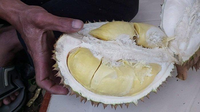 Durian Doro Pekalongan