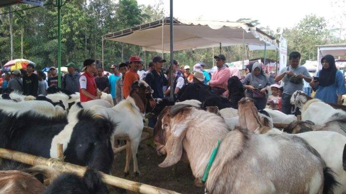 Ratusan kambing mengikuti Festival Kambing 2024 di Lapangan Desa Lumbir, Banyumas, Kamis (8/8/2024). Festival Kambing digelar sebagai upaya branding Kecamatan Lumbir sebagai sentra peternakan di Kabupaten Banyumas.
