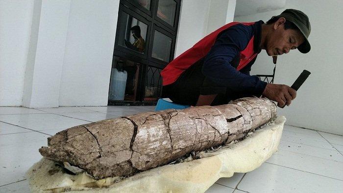 Petani di Kudus Temukan Fosil Gading Gajah Purba 2,5 Meter, Pengelola  Museum Pastikan Ada Tali Asih - Tribunbanyumas.com