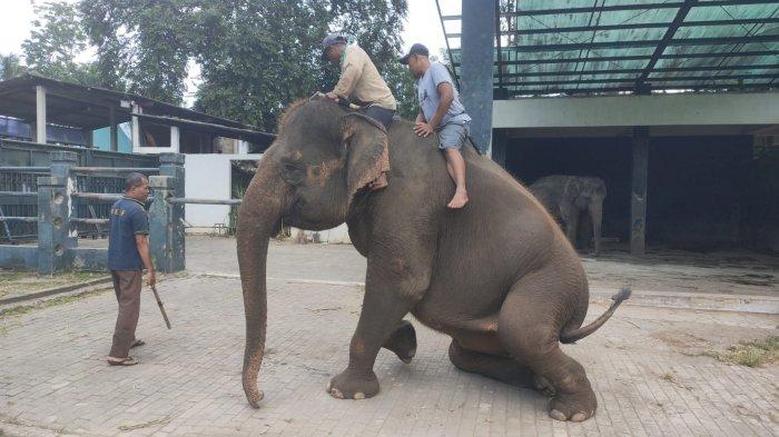Gajah Sumatra bakal didatangkan ke Semarang Zoo