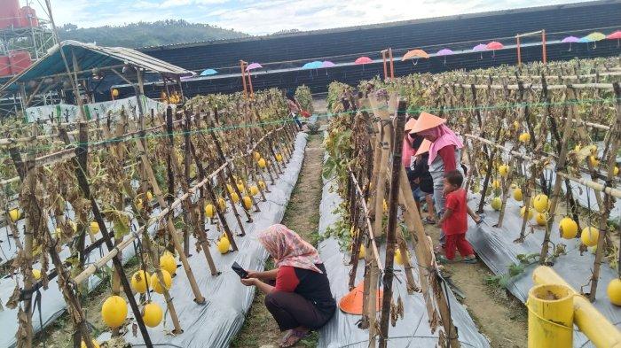 Wisata kebun buah melon di Wangon, Banyumas didatangi banyak pengunjung.