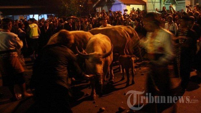 Kirab 1 Suro diikuti kebo bule atau kerbau bule keturunan Kiai Slamet digelar Keraton Kasunanan Surakarta Hadiningrat, Solo, Selasa (5/11/2013) dini hari. Tradisi tahunan ini dilakukan dengan mengarak pusaka keraton mengelilingi Keraton Solo.
