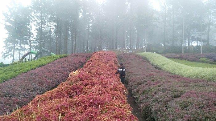 Prakiraan Cuaca BMKG Purbalingga Hari Ini, Jumat 17 Oktober 2025, Wilayah Hujan Ringan