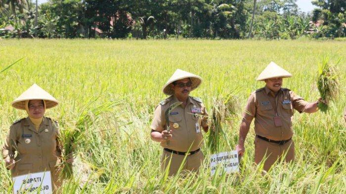 Pj Gubernur Jawa Tengah, Nana Sudjana mengikuti panen padi bersama petani di Desa Tunjungan, Kecamatan Ngombol, Kabupaten Purworejo, Senin (26/2/2024).
