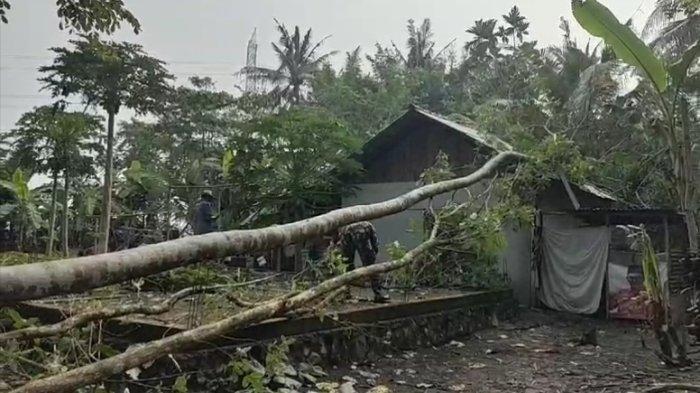 Kondisi rumah warga di Desa Gandrungmangu, Kabupaten Cilacap usai tertimpa pohon saat terjadi hujan deras yang disertai angin kencang, Kamis (14/11/2024).