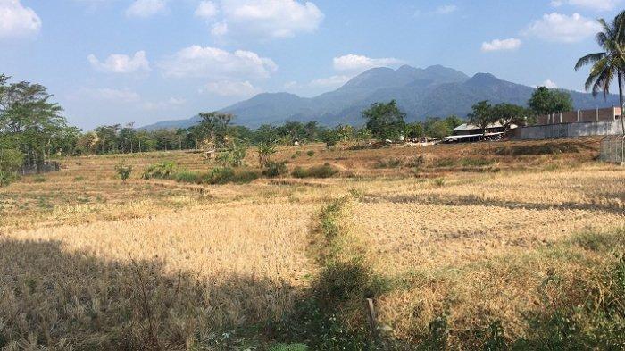 Lahan sempit jadi ladang cuan, petani muda Semarang raup omzet jutaan dari hidroponik