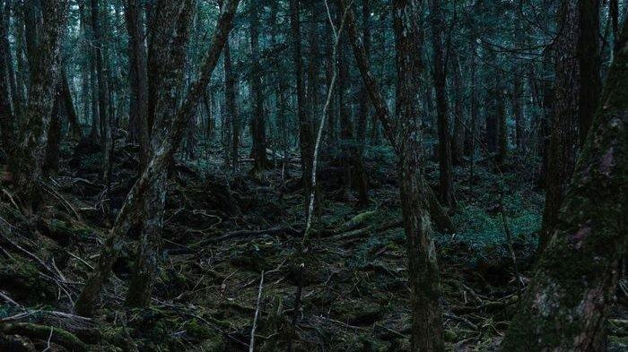 Misteri Hutan Sungai Bening, Deki Warga Sambas Tersesat 5 Hari 5 Malam -  Tribunbatam.id