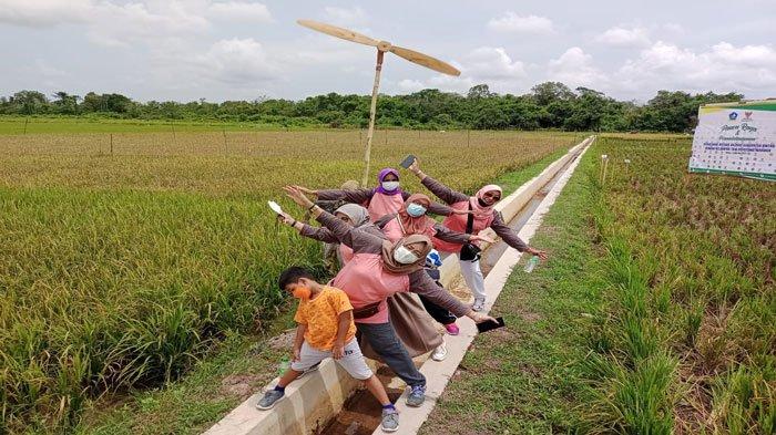 Suasana saat pengunjung berwisata di agrowisata persawahan Poyotomo, Desa Sri Bintan, Kecamatan Teluk Sebong, Kabupaten Bintan