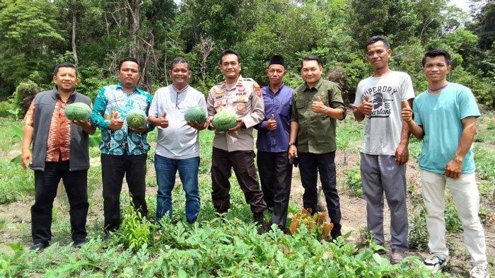 PANEN SEMANGKA - Camat Singkep Barat, Febrizal Taupik bersama Kapolsek, Kades Desa Sungai Buluh dan kelompok tani saat panen semangka di kebun Desa Sungai Buluh, Kecamatan Singkep Barat, Kabupaten Lingga, Provinsi Kepri, Kamis (22/8/2024)