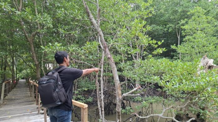 Seorang Pria tengah menunjukkan pohon bakau berumur ratusan tahun di Bakau Serip Nongsa, Kota Batam