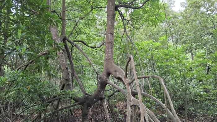 Beberapa jenis mangrove dan satwa yang ada di Bakau Serip, Nongsa, Kota Batam