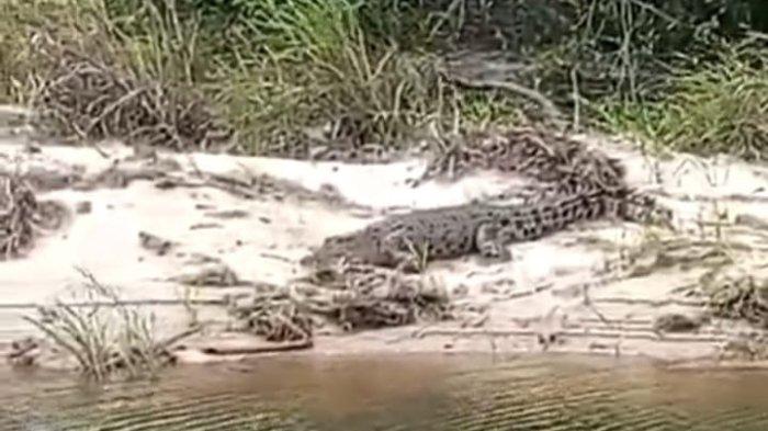 VIDEO VIRAL - Seekor buaya ditemukan di sungai Selamat Datang Malang Rapat, Kecamatan Gunung Kijang, Kabupaten Bintan, Provinsi Kepulauan Riau (Kepri), belum lama ini. Video kemunculannya viral di media sosial