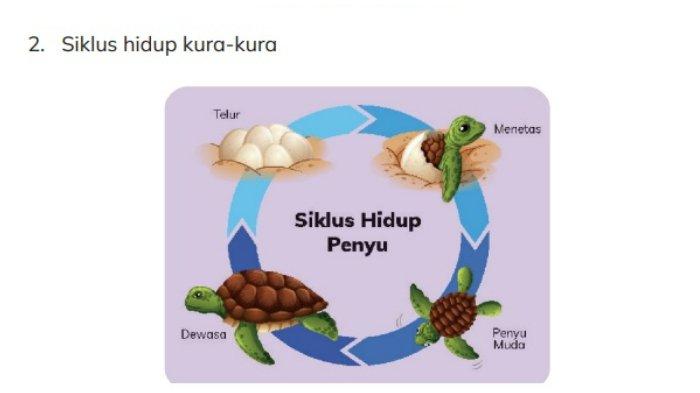 Siklus hidup kura-kura