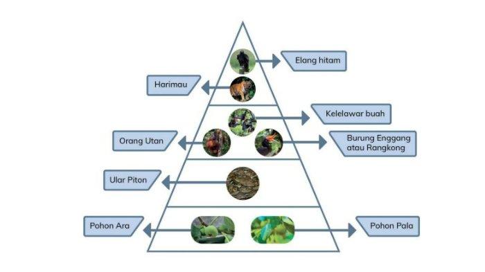 Transfer Energi pada Jaring-Jaring Makanan