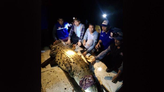 Warga Pulau Buluh menangkap buaya yang diduga buaya lepas dari penangkaran Pulau Bulan, Selasa (14/1/2025)