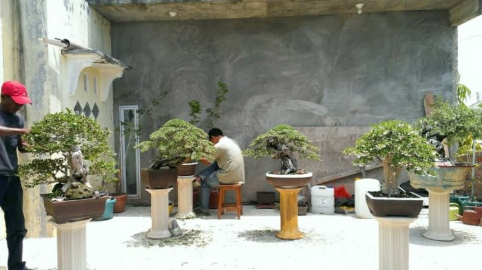 5 Alasan Bagus untuk Memelihara Bonsai di Rumah - Tribunbatam.id