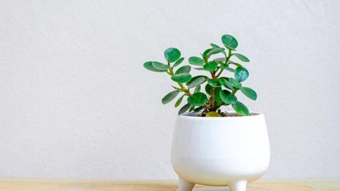 5 Rekomendasi Tanaman Hias Berukuran Pendek, Cocok untuk Hunian Kecil