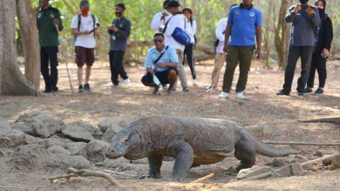 Setelah Borobudur, Jumlah Pengunjung Taman Nasional Komodo Juga Bakal ...