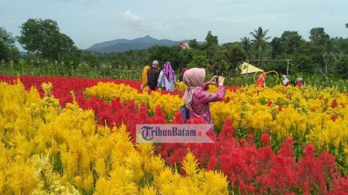 DESTINASI WISATA KARIMUN - Objek wisata Taman Bunga Celosia Garden di Karimun, Provinsi Kepri. Foto diambil beberapa waktu lalu.