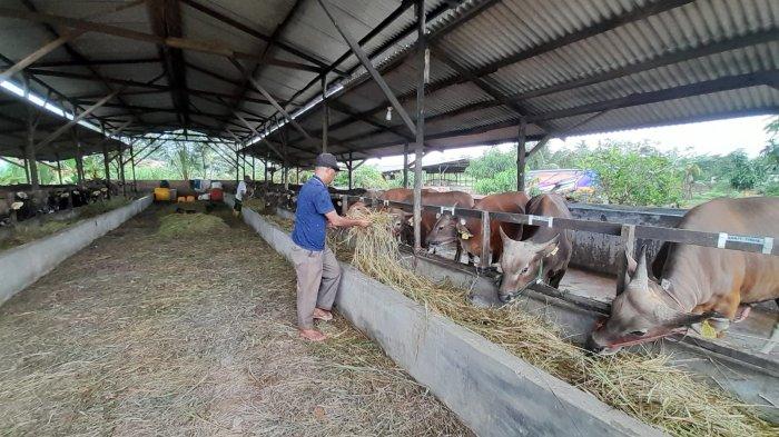 IDUL ADHA DI TANJUNGPINANG - Pedagang hewan kurban di Tanjungpinang milik Ahmad Perdamean Sembiring di Kampung Sidojasa, Kota Tanjungpinang, Provinsi Kepulauan Riau (Kepri), Rabu (22/5/2024). Pedagang hewan kurban dulang cuan menjelang Idul Adha 1445 Hijriah.