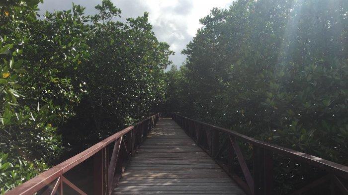 Wisata hutan mangrove di Desa Batu Ampar, Kecamatan Palmatak, Kabupaten Kepulauan Anambas.
