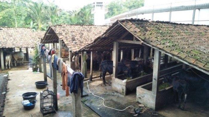 Mengenal Peternakan di Tengah Kota Depok, Luas 5000 m² dengan 130 Sapi