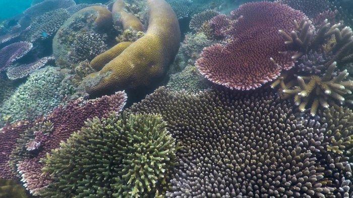 The beauttiful coral reefs in Sentuang Island