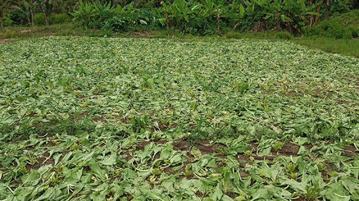 Tanaman sayur sawi milik Abu Bakar yang terpaksa ditebas padahal seharusnya sudah masuk waktu panen.