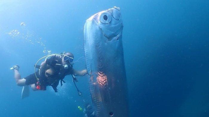 Ikan Oarfish raksasa muncul di laut Taiwan pada akhir Juni 2023. Instruktur penyelam, Wang Cheng-Ru, bersama penyelam lainnya mengabadikan momen langka ini dan membagikannya di Instagram pada 27 Juni 2023. Ikan Oarfish yang panjangnya diperkirakan lebih dari 6 kaki ini memiliki luka di badannya. Oarfish sering dijuluki ikan kiamat karena dianggap pertanda gempa atau tsunami.