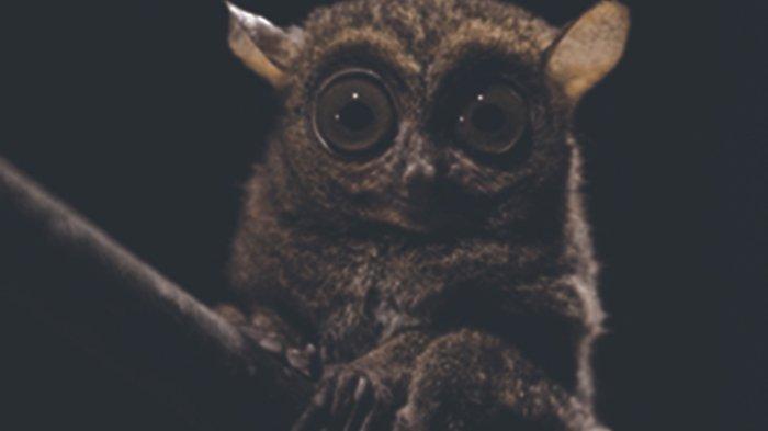 Tarsius