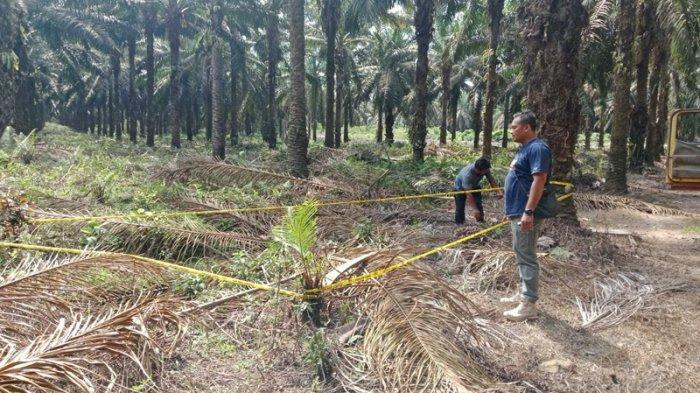 Anggota Polsek Badau memasang garis polisi di lokasi penemuan granat pada Senin (18/9/2023).