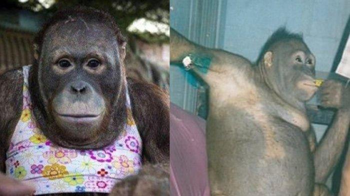 Pony, Orangutan yang Dijadikan Budak Nafsu dengan Bayaran Rp38 Ribu di Kalimantan