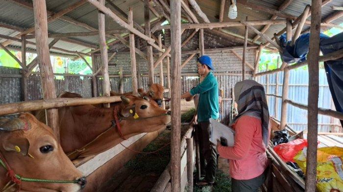 Jelang Idul Adha 2024 di Belitung Timur, Stok Sapi Menunggu Kiriman ...