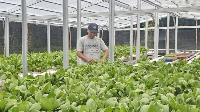 Kelompok tani mitra harapan mengembangkan pertanian dengan hidroponik