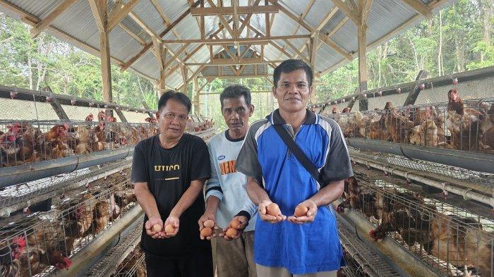 Koperasi Sinar Aik Bulan memproduksi ratusan telur per hari, bagian dari program pemberdayaan ekonomi produktif