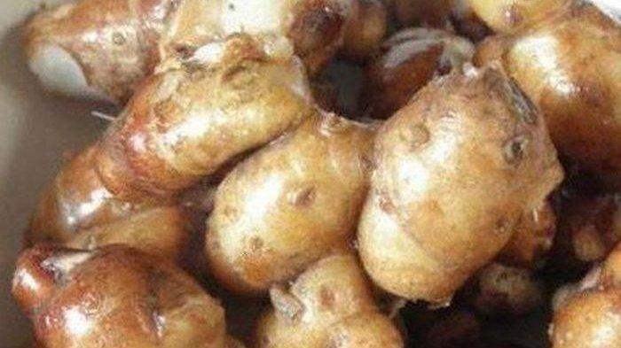Kencur mentah miliki manfaat luar biasa untuk kesehatan.