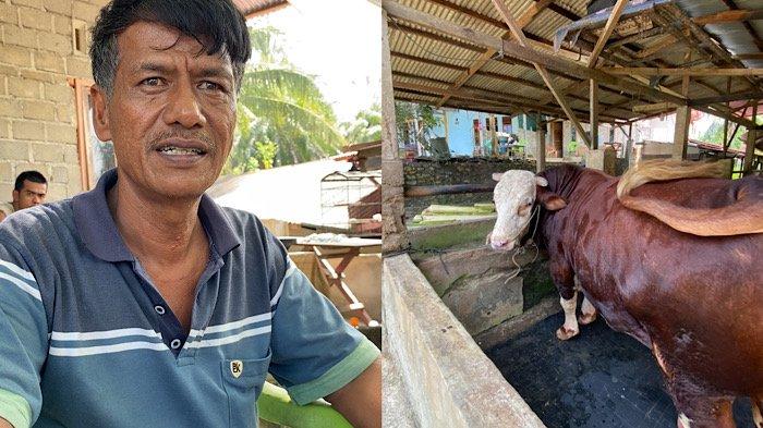SAPI KURBAN - Pendi Kurniawan Peternak Sapi (Kiri) dan Sapi Kurban Prabowo seberat 1,3 ton (Kanan), Selasa (3/6/2025). Sosok Pendi kini menarik perhatian setelah sapi kurban miliknya yang bernama Rambo dibeli oleh Presiden Prabowo untuk kurban Iduladha 2025 di Mukomuko. 