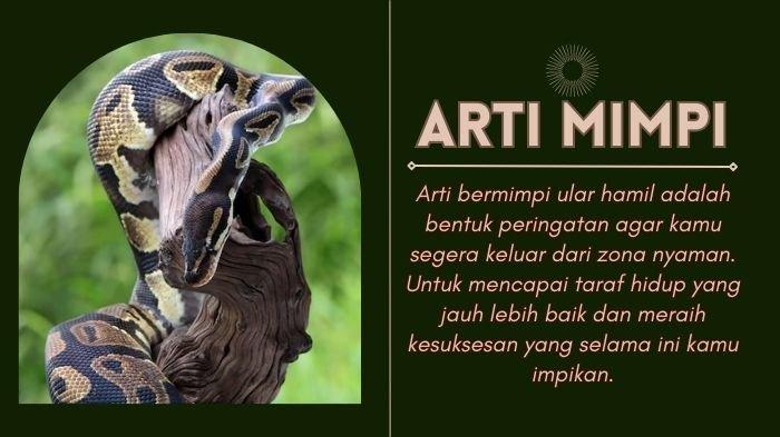 Ilustrasi Arti Mimpi Ular Hamil. Kabar Buruk! Tafsir Arti Mimpi Ular Hamil Menurut Primbon Jawa Peringatan untuk Keluar dari Zona Nyaman