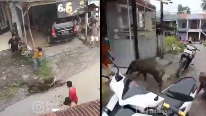Berikut kronologi kejadian warga sungai Geringging mendadak heboh setelah seekor babi hutan mengamuk dan serang warga pada Minggu (29/9/2024) pagi.