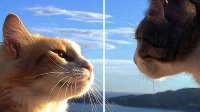 Kuncing jantan dan betina yang sedang bertemu dan saling menyapa.