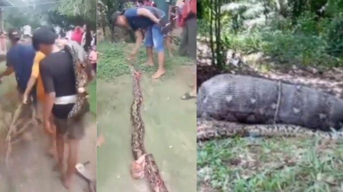 Seorang nenek di Palopo tewas ditelan ular piton.