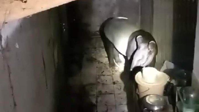 Tapir, salah satu hewan langka dan dilindungi masuk ke toko emas di Kelurahan Pasar Kepahiang Kecamatan Kepahiang Kabupaten Kepahiang Provinsi Bengkulu, Minggu (28/7/2024) malam.